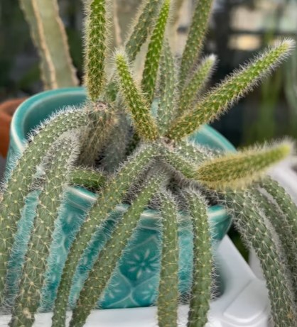 This Euphorbia ‘White Ghost’ Wasn’t on My List… Now It’s Unforgettable