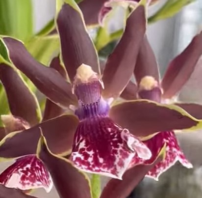 Three Orchids One Pot The Secret to Gorgeous Blooms Year After Year Part 1