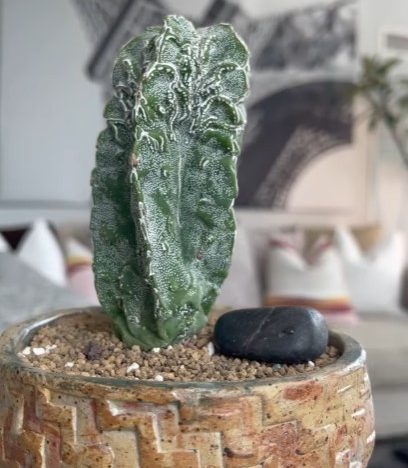 Edithcolea grandis: From Broken Branches to Blooms