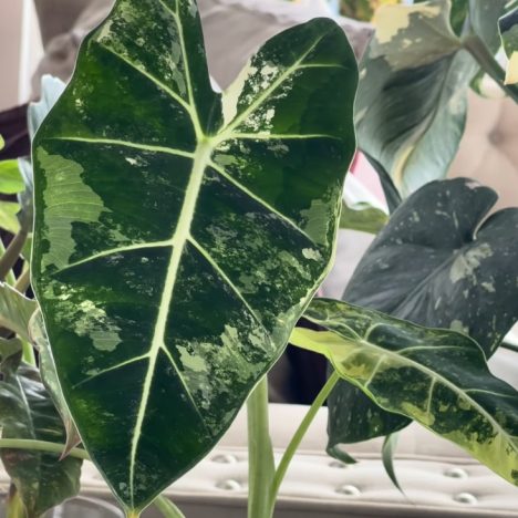 Edithcolea grandis: From Broken Branches to Blooms