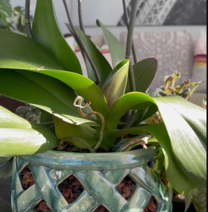 Why Phalaenopsis gigantea is a Must Have Orchid