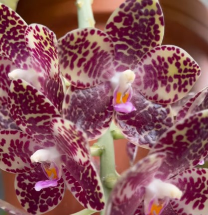 Hoya Obovata Variegata Bloom Story