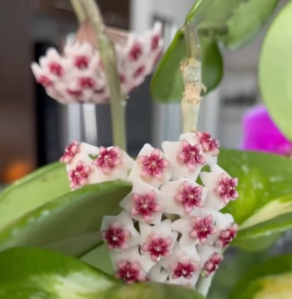 My Dream Zig Zag Plant Pickup | Decarya madagascariensis Care