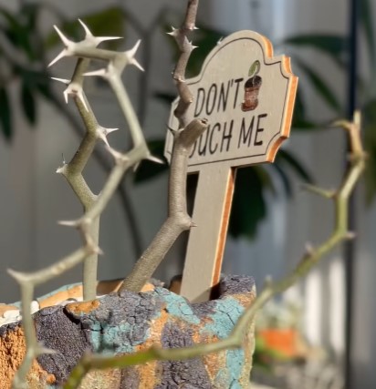 Hoya Obovata Variegata Bloom Story