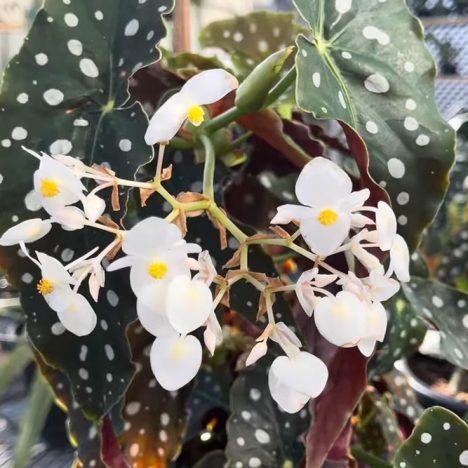 What I Found Plant Shopping at Big Box Stores | Rona +