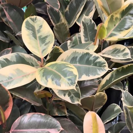 Everything was on sale at Jade Gardens and I found treasures | Plant Shopping