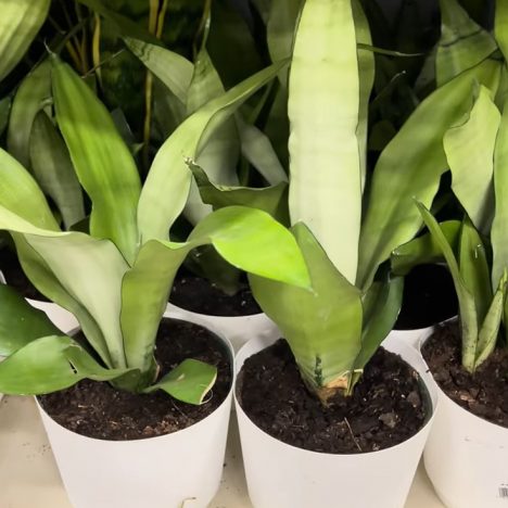 What I Found Plant Shopping at Big Box Stores | Rona +