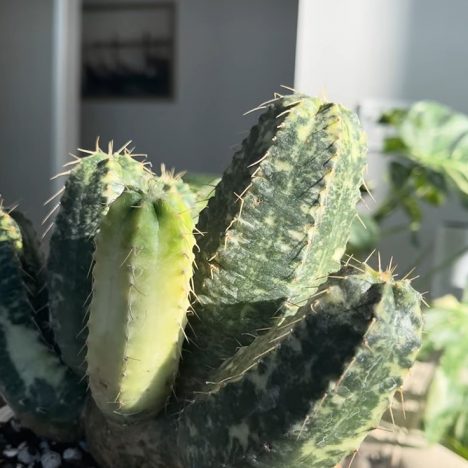 Plant Shopping at Harper’s for Rare Finds and Collector Favorites