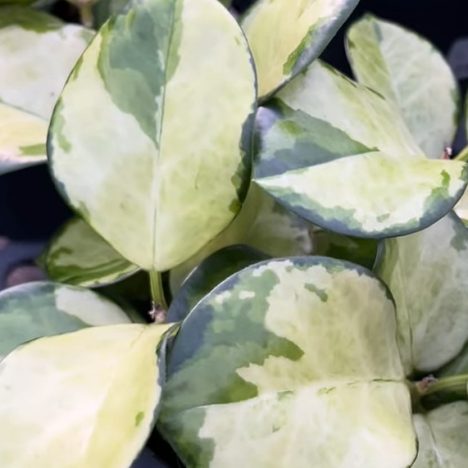 The Most Addictive Plant Shopping Trip for Collectors | VERMEER’S