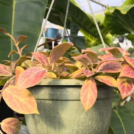 Plants You Never See In Stores | Crystal Star & Tropical Wind Botanicals