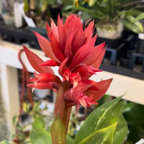 This Might Be your New Favorite PLANT Destination 🧐| The Watering Can