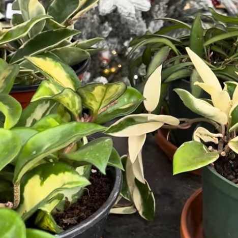 Plants You Never See In Stores | Crystal Star & Tropical Wind Botanicals