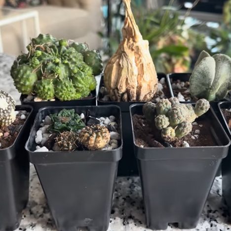 Budget friendly plant shopping at MISSISSAUGA GREENHOUSES