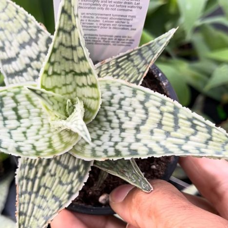 Plant Shopping for Collectors: Inside Tropical Expressions Hamilton