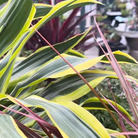Plant Shopping for Collectors: Inside Tropical Expressions Hamilton