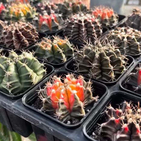 I Was Not Ready for the Rare Plants Waiting Inside | Rice Road Greenhouses