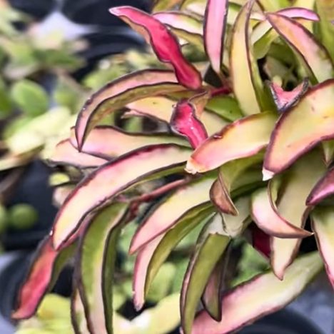 👀Plant Shopping at Terra for Tropical and Cactus Finds