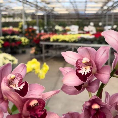 😮I Did Not Expect to Find These Plants While Shopping | Vandermeer