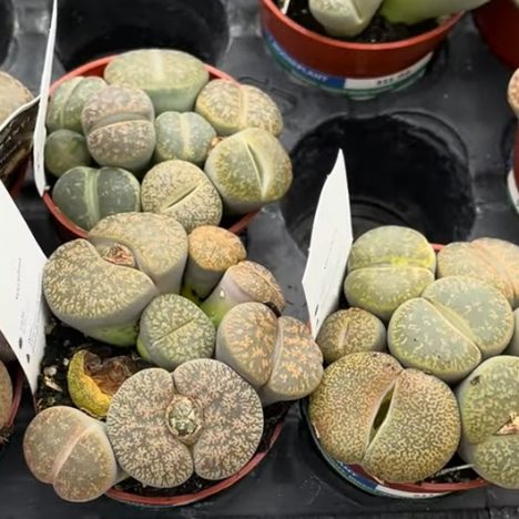 WOW! This Plant Shop Has Everything | Valleyview Gardens