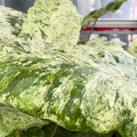 😮I Did Not Expect to Find These Plants While Shopping | Vandermeer