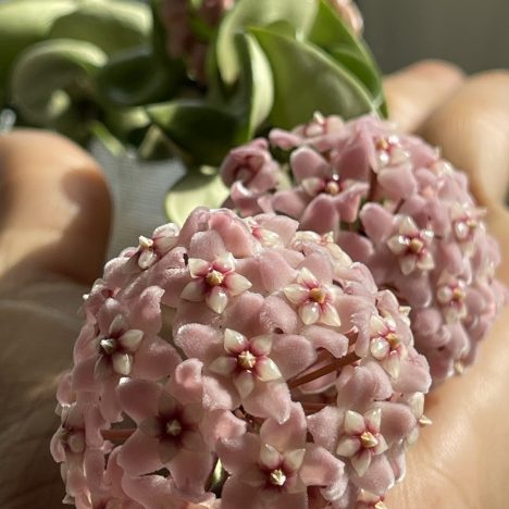 🚨Home Depot Has uncommon PLANTS 50 % Off Right Now! (Stockyards Location)