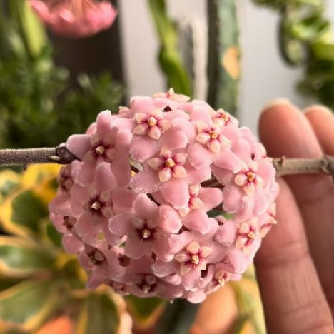 I Survived Vlogmas 2025 and This Is the PLANT Haul That Almost Broke Me.