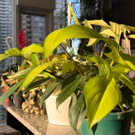 I Turned My Condo into a Greenhouse – Full Houseplant Tour! Part 2