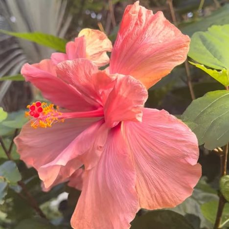 Rare and Uncommon Cactus and Succulent Unboxing (Preorder Surprise Bonus)