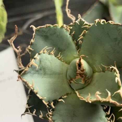 A Peaceful Walk Through Centennial Park Conservatory | Merry Christmas