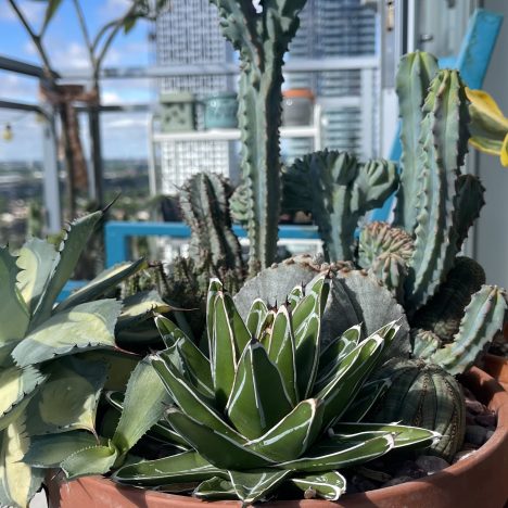 3 Plant Events Happening in Toronto This June 2026