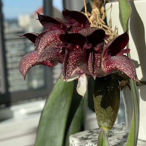 Moving My Cactus & Succulents Outside for Summer | Balcony Setup + Full Care Guide